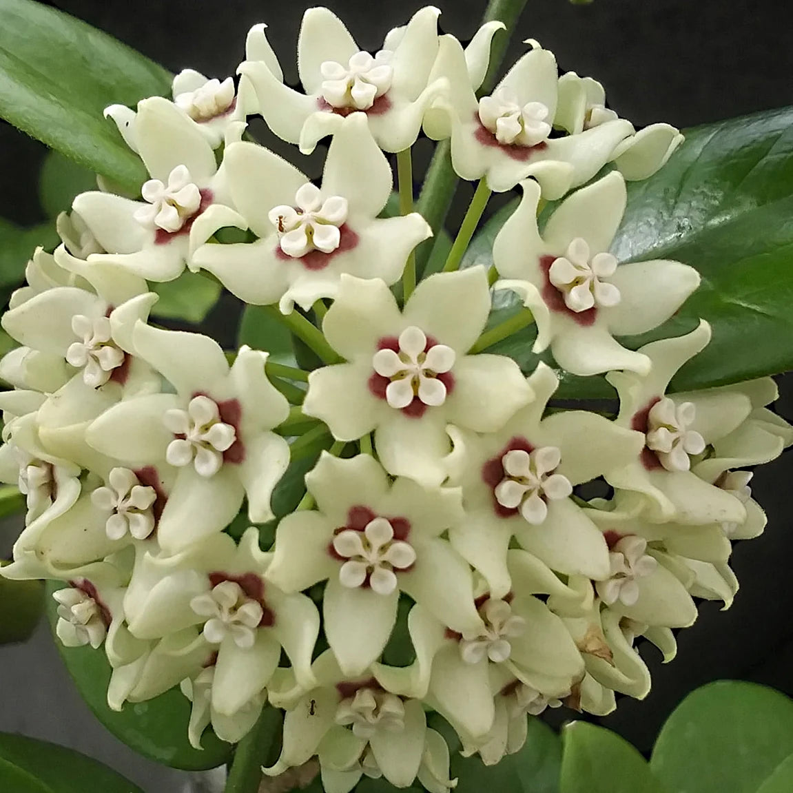 HOYA AUSTRALIS