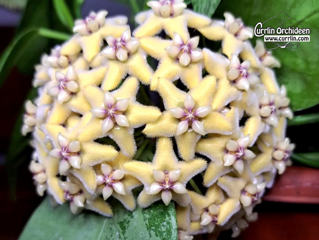 HOYA CORIACEA SILVER