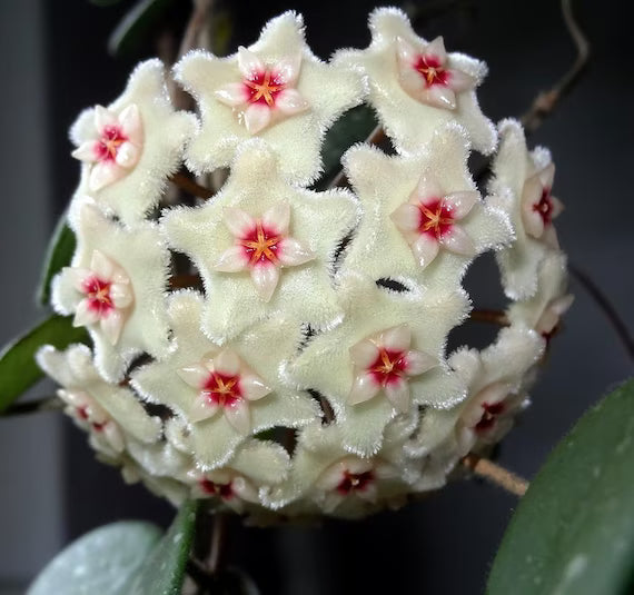 Hoya Mathilde