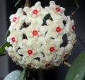 Hoya Mathilde