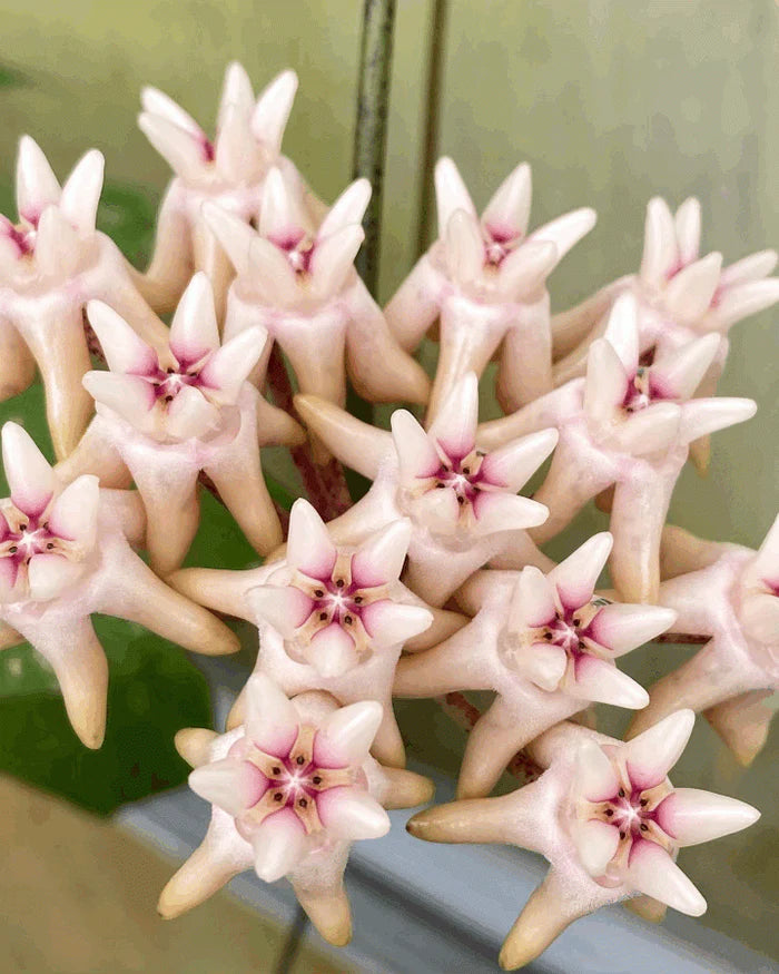 HOYA MITRATA SILVER