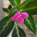 RUELLIA MAKOYANA