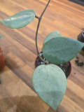 Hoya parasitica 'Heart Leaf Silver