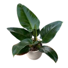 Philodendron green imperial