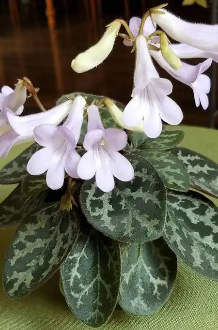 Primulina yungfuensis