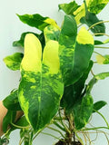 PHILODENDRON BURLE MARXII VARIEGATA