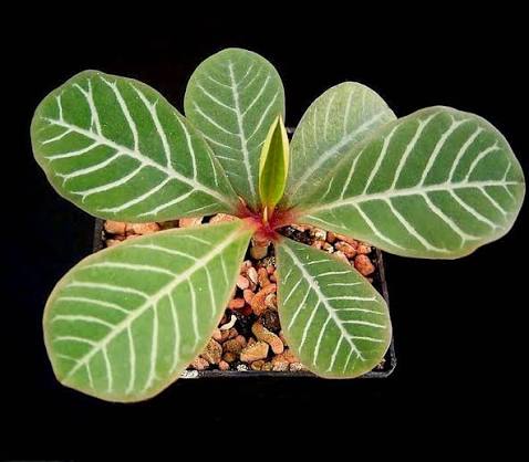 euphorbe leuconeura