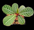 euphorbe leuconeura