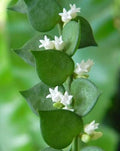 DISCHIDIA RUSCIFOLIA