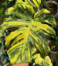MONSTERA ELECTRO LIGHT