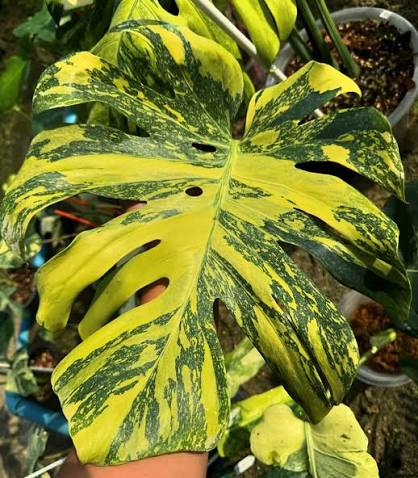 MONSTERA ELECTRO LIGHT