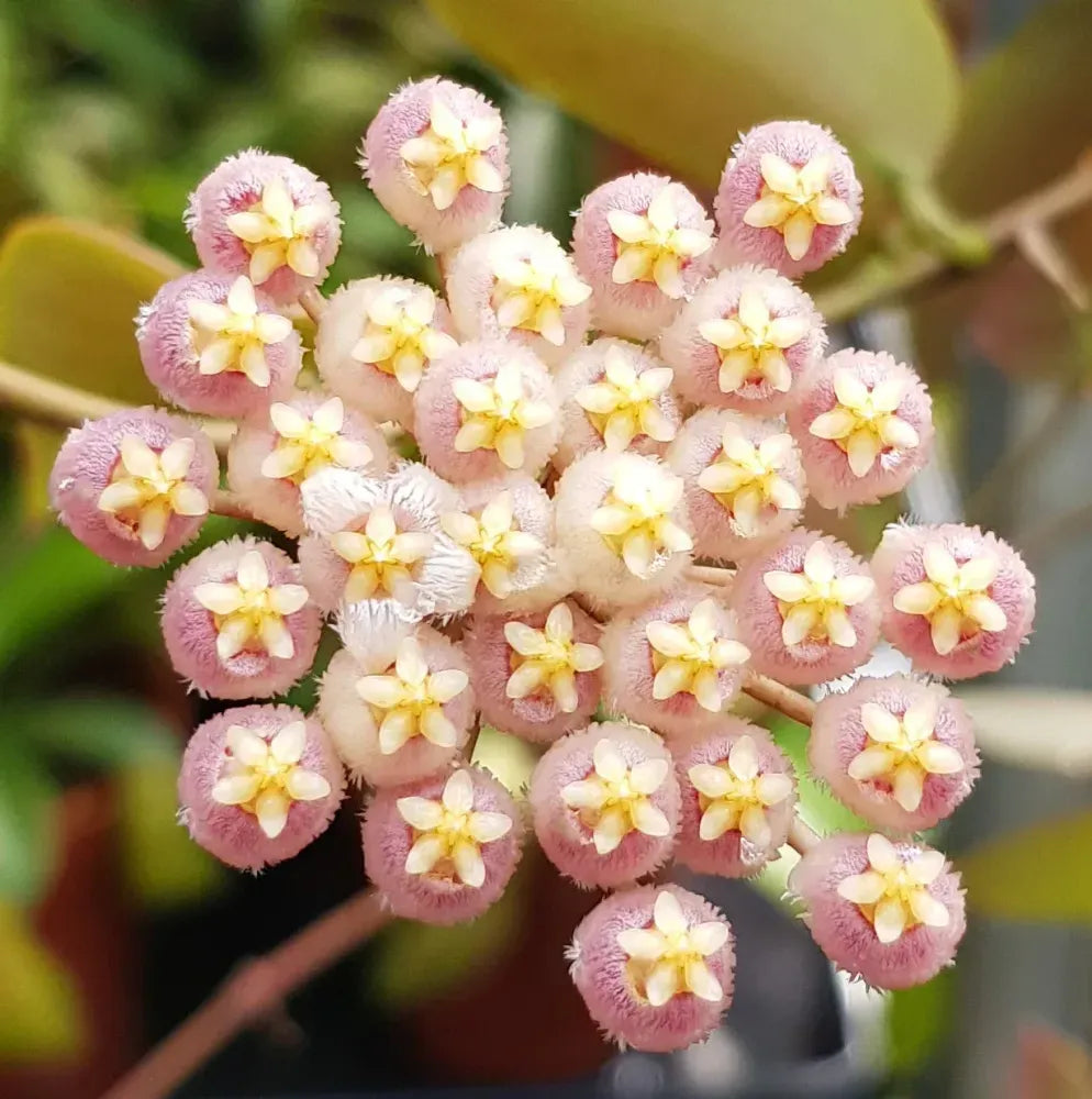 HOYA SUNRISE