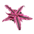 Cryptanthus bivittatus