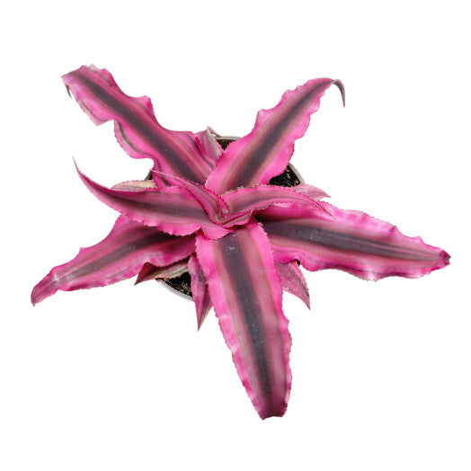 Cryptanthus bivittatus