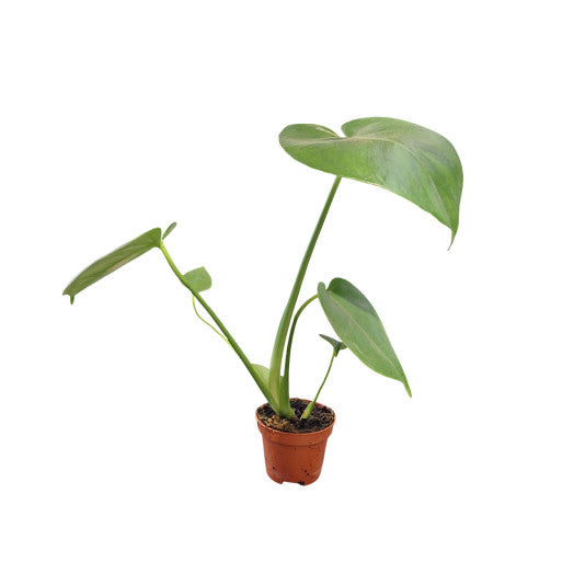 Monstera deliciosa