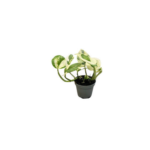 Pothos  n'joy