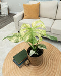 MONSTERA MINT