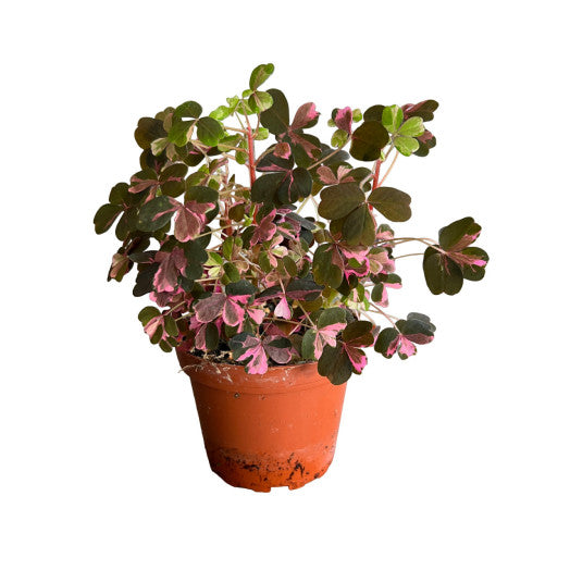 Oxalis vulcanicola plum crazy