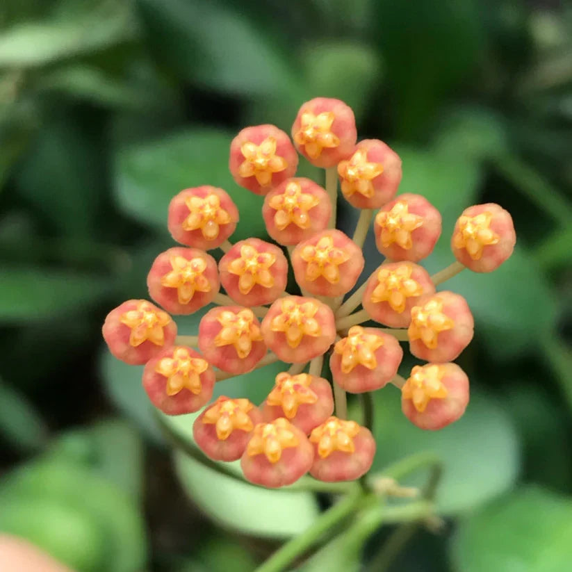 HOYA PANCHOI