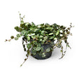 Peperomia prostrata turtle
