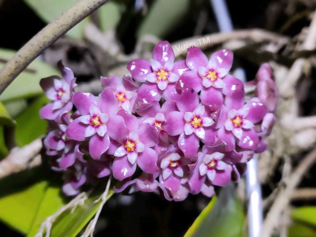 hoya quang tri purple