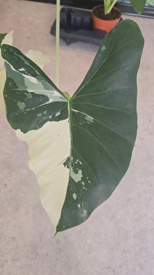 ALOCASIA MACRORRHIZA VARIEGATA