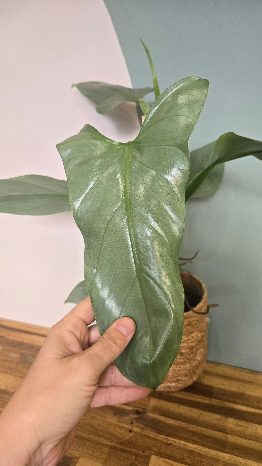 PHILODENDRON HASTATUM