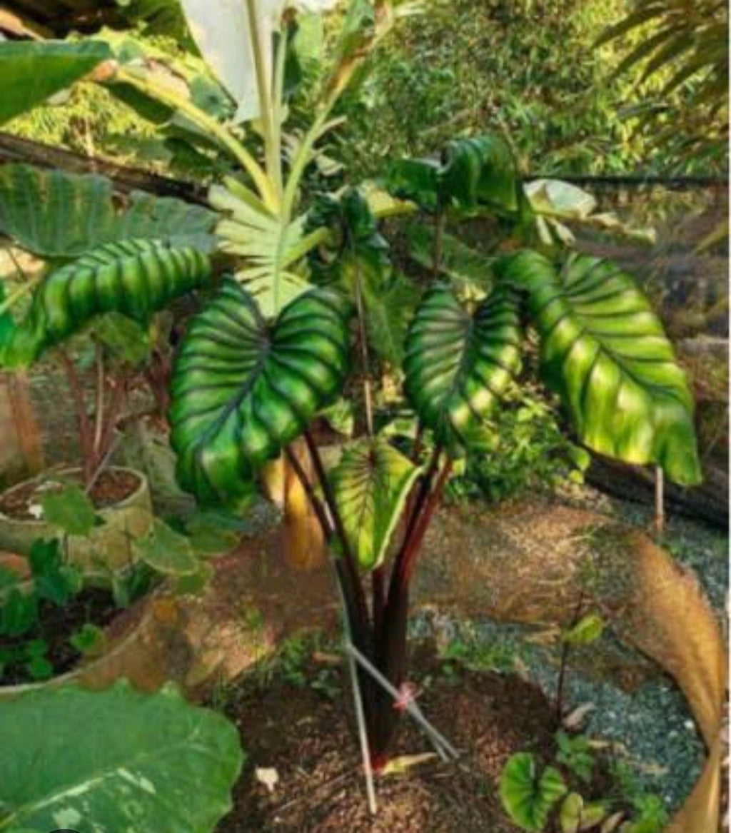 COLOCASIA PHARAOH'S MASK