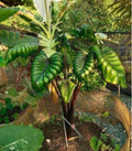 COLOCASIA PHARAOH'S MASK