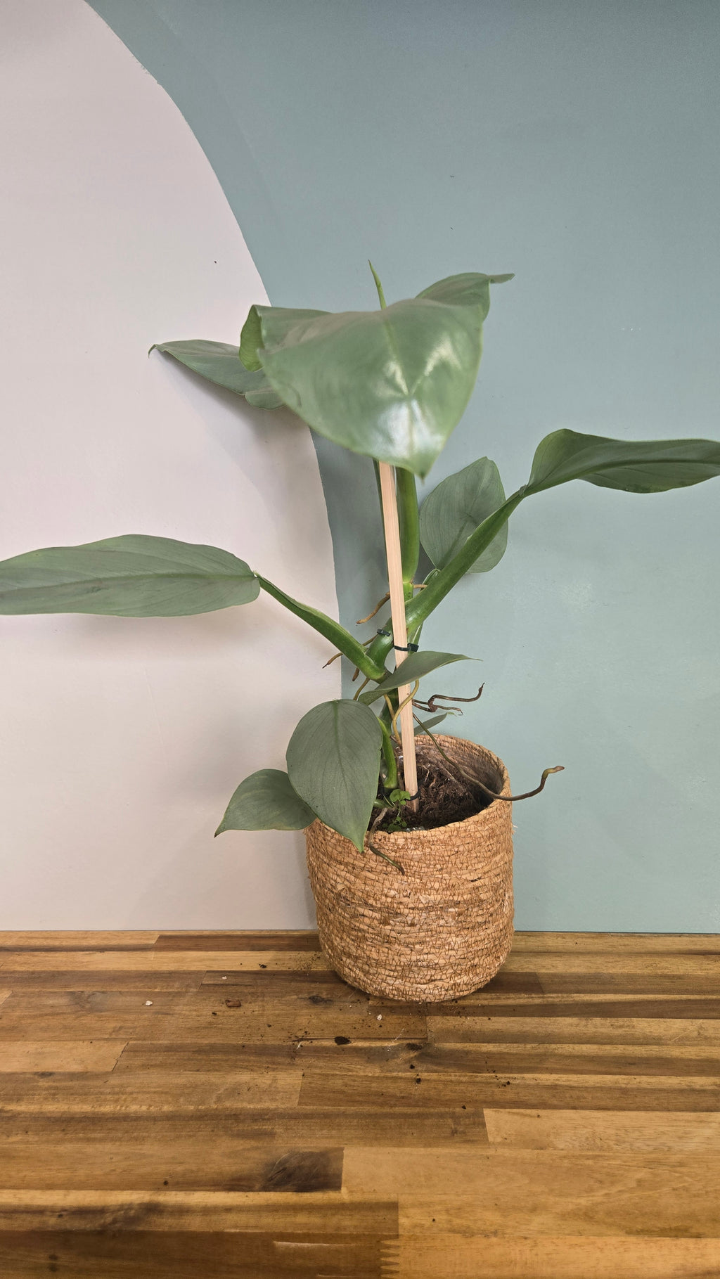 PHILODENDRON HASTATUM