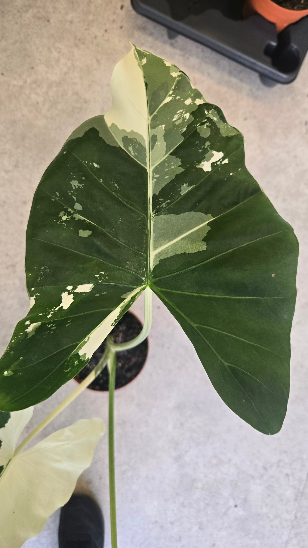 ALOCASIA MACRORRHIZA VARIEGATA