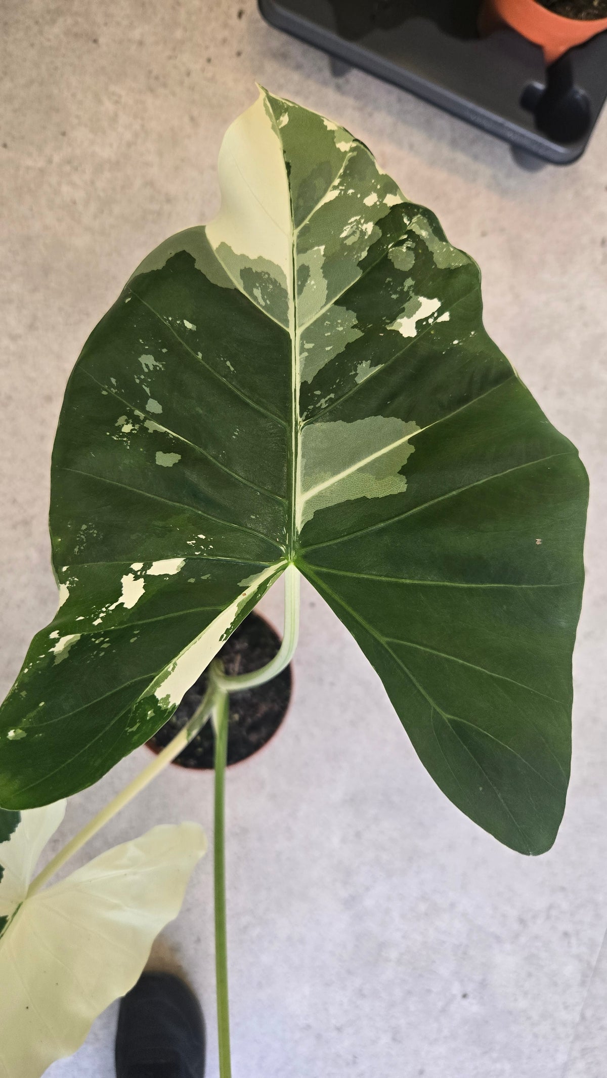 ALOCASIA MACRORRHIZA VARIEGATA