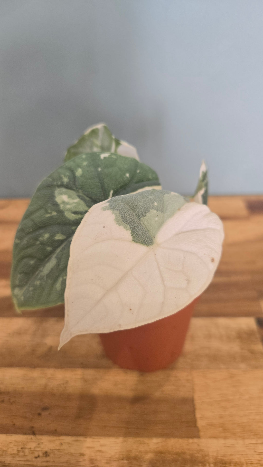 ALOCASIA MELO VARIEGATA