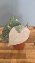 ALOCASIA MELO VARIEGATA