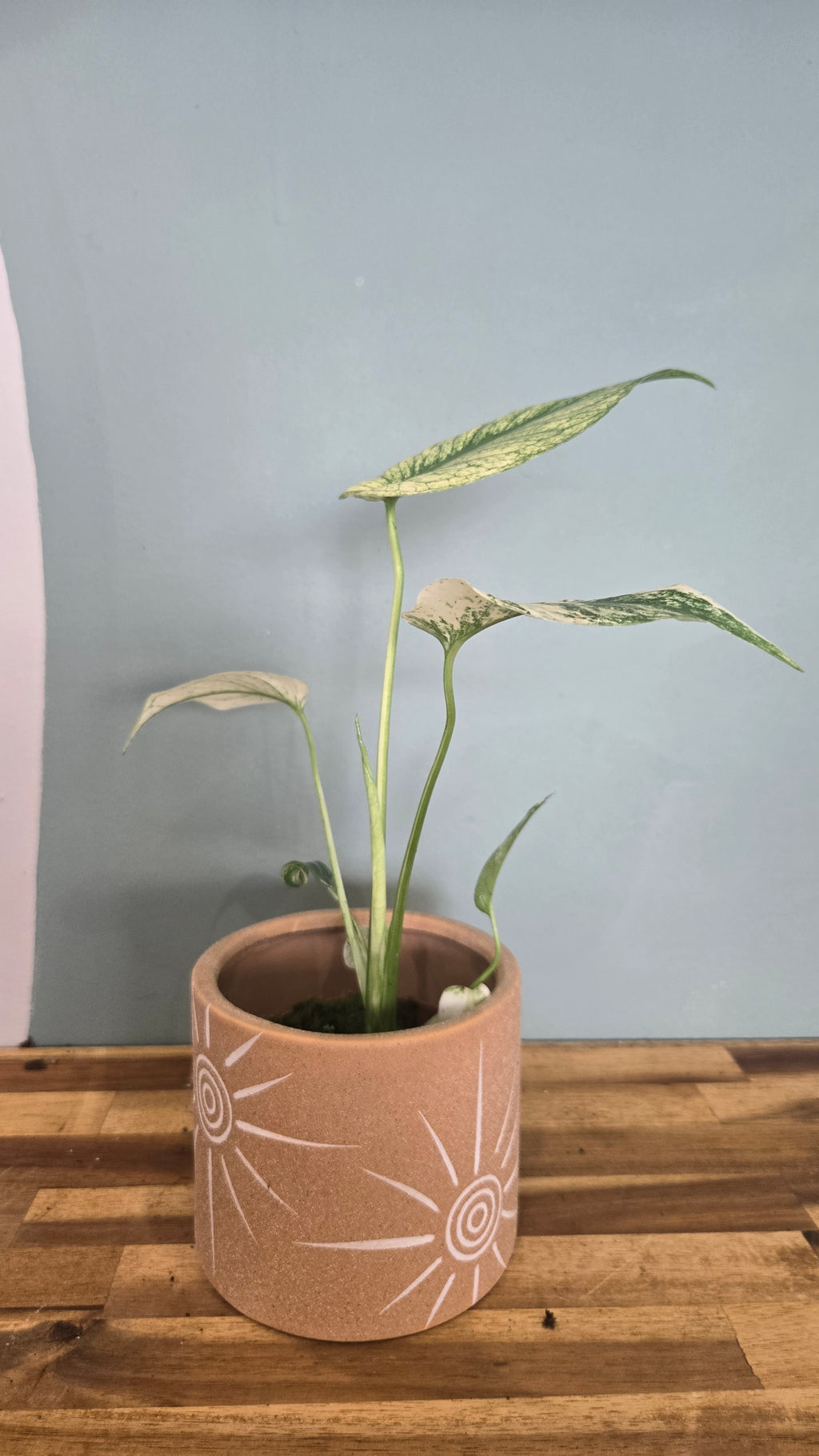 MONSTERA MINT