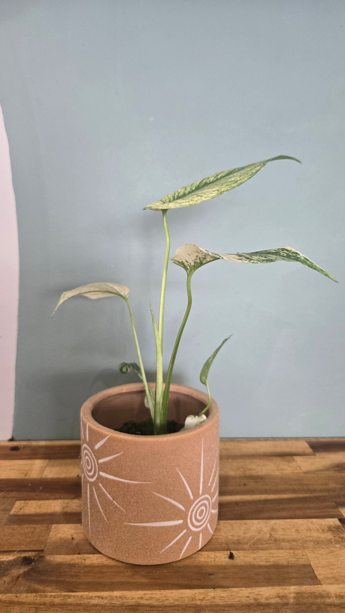 MONSTERA MINT