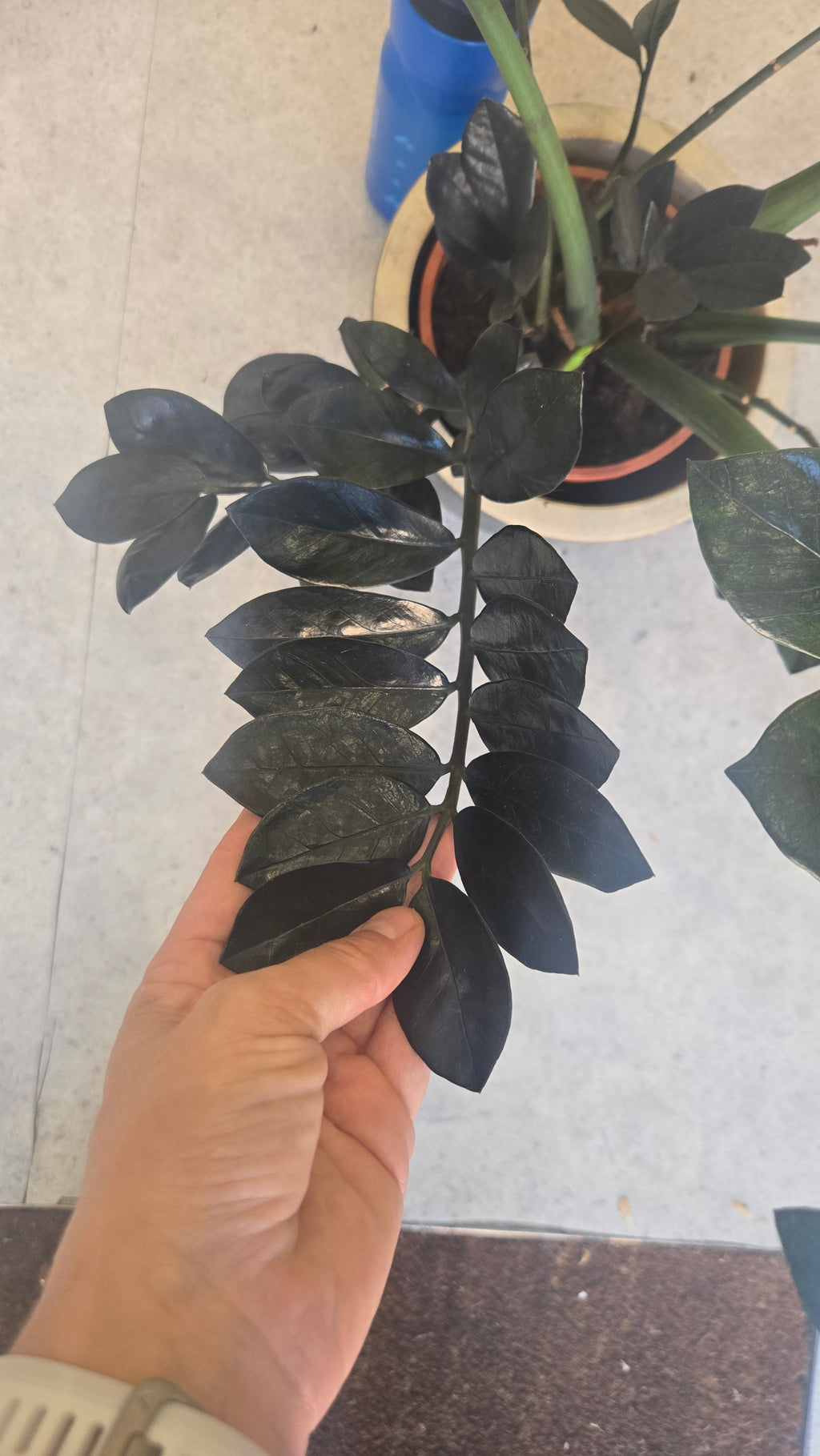 Zamioculcas zamifolia raven