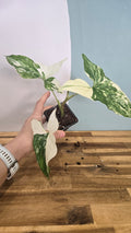 SYNGONIUM ALBO VARIEGATA