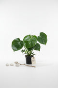 Monstera deliciosa