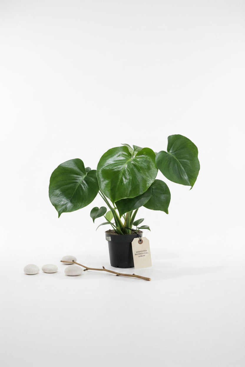 Monstera deliciosa