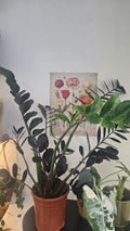 Zamioculcas zamifolia raven