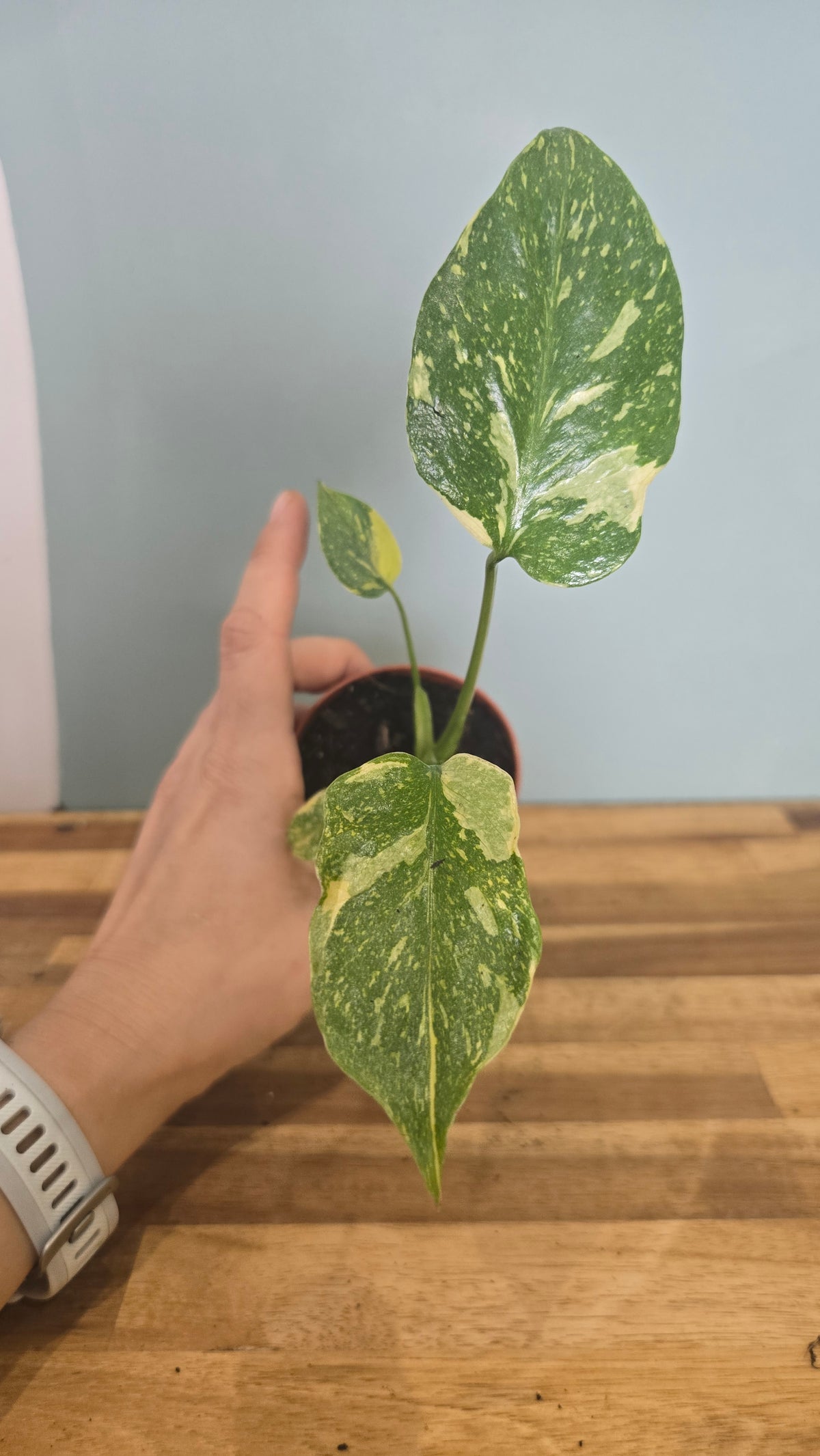 MONSTERA ELECTRO LIGHT