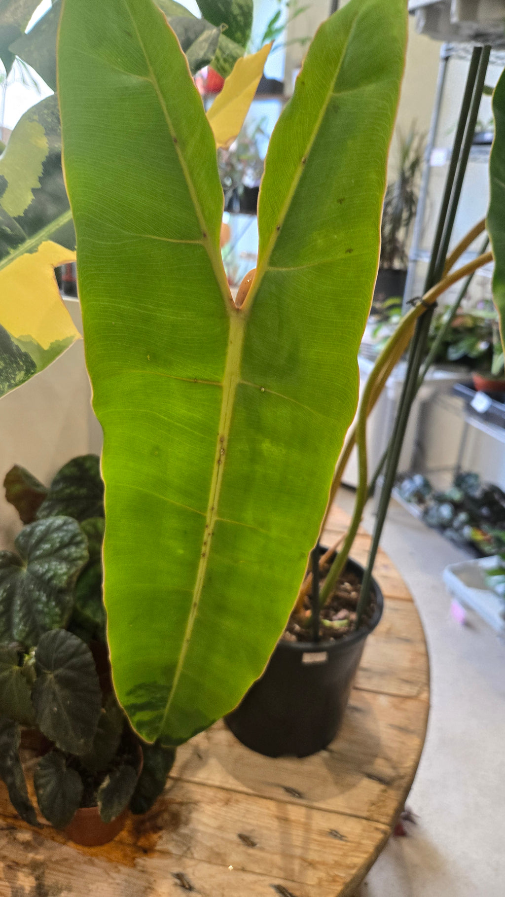 philodendron billitiae variegata