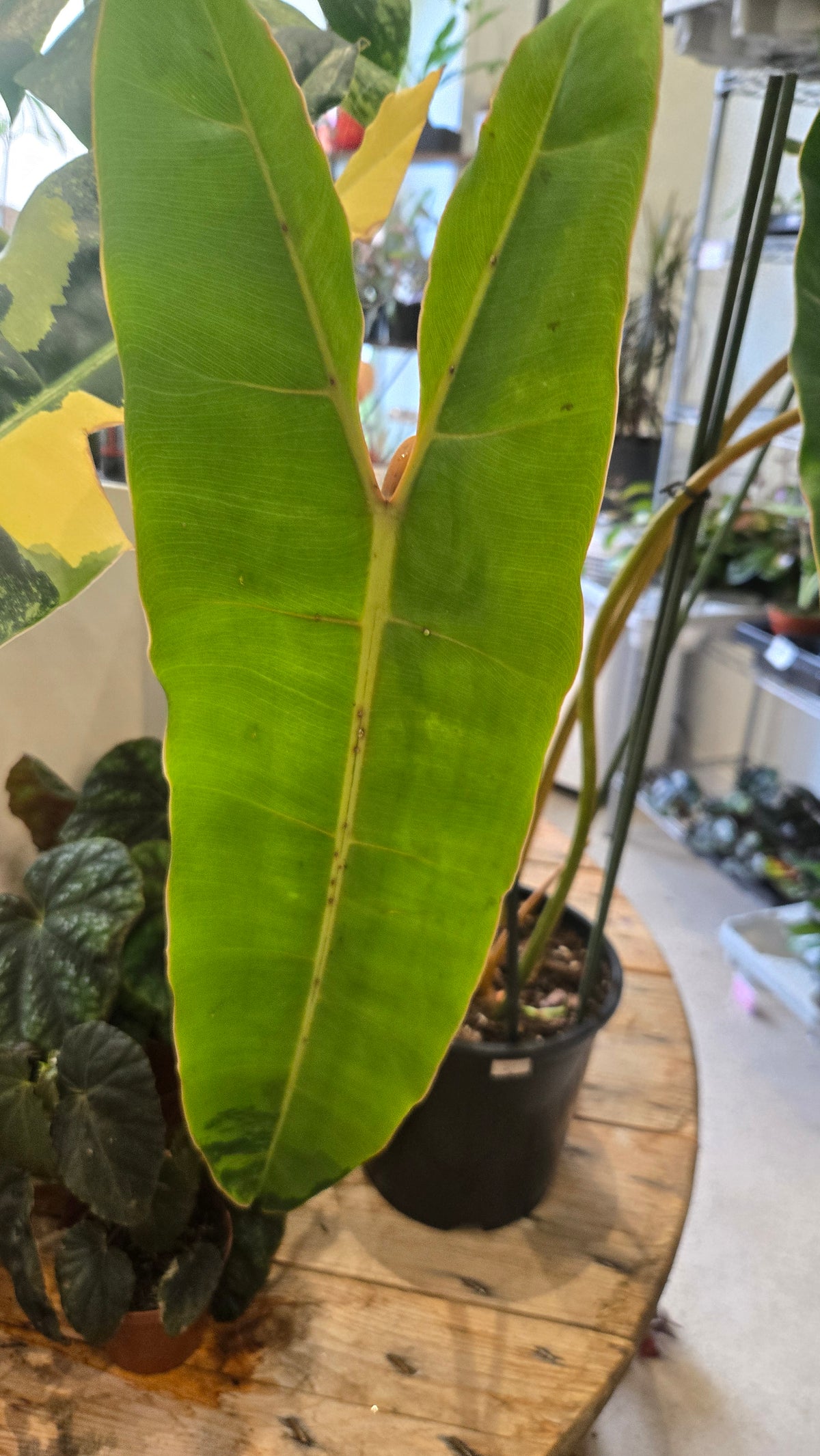 philodendron billitiae variegata