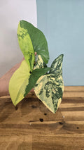SYNGONIUM AUREA