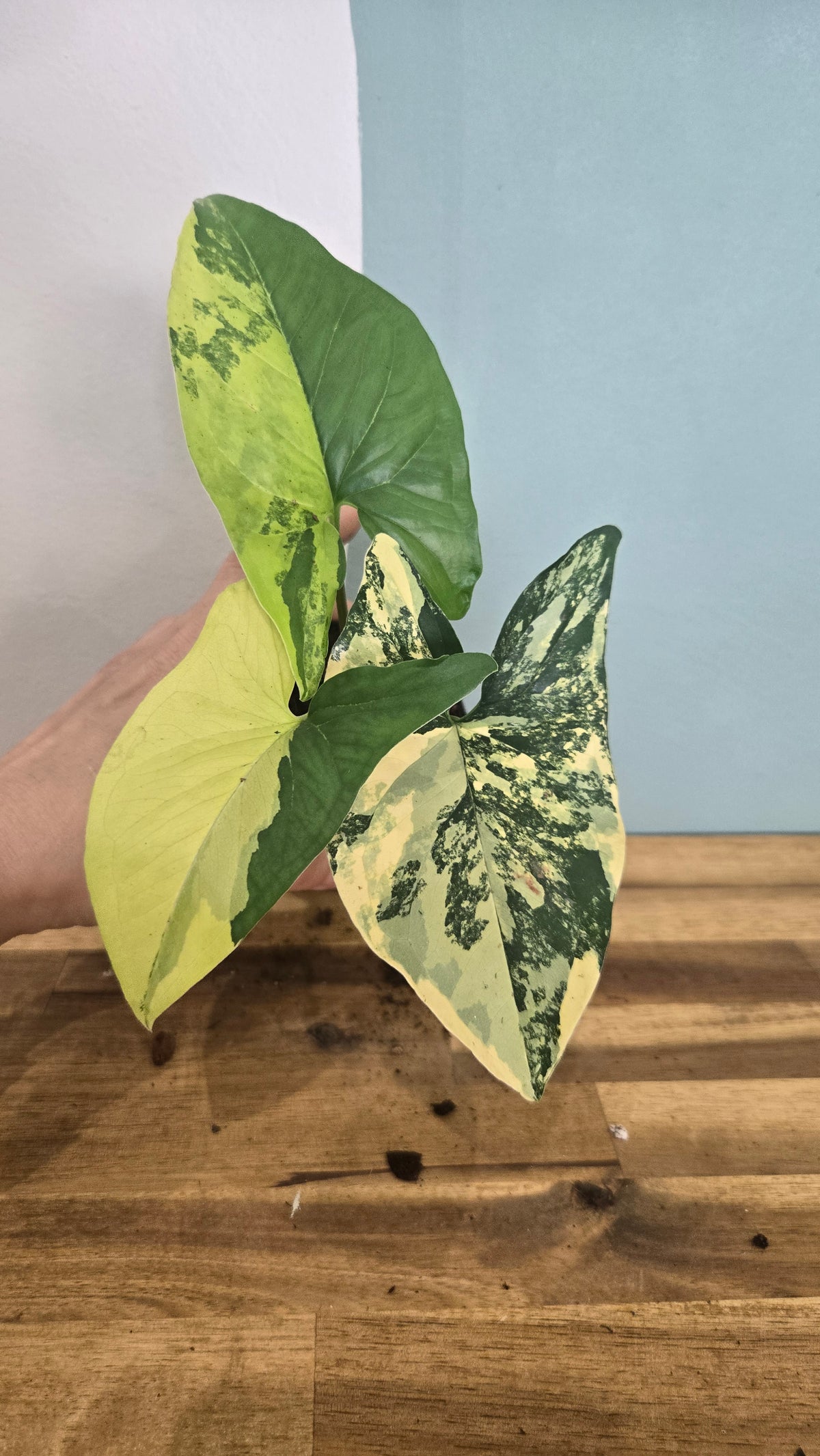 SYNGONIUM AUREA