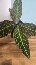 LABISIA GIGANTIFOLIA