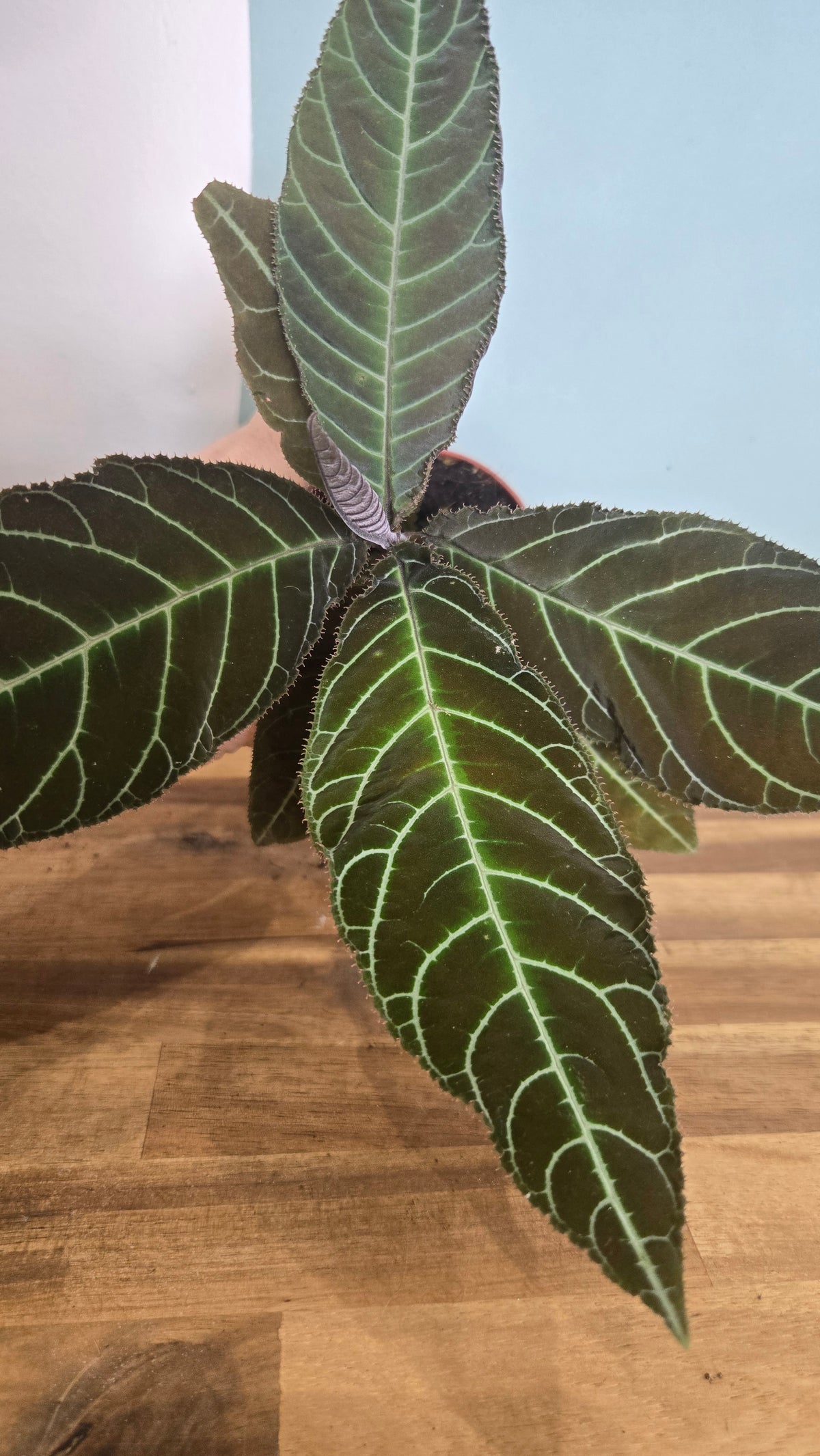 LABISIA GIGANTIFOLIA