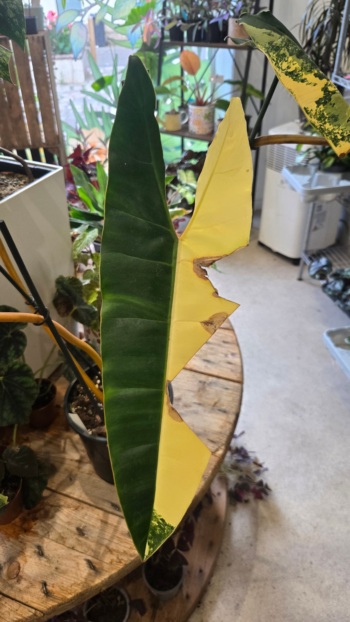 philodendron billitiae variegata