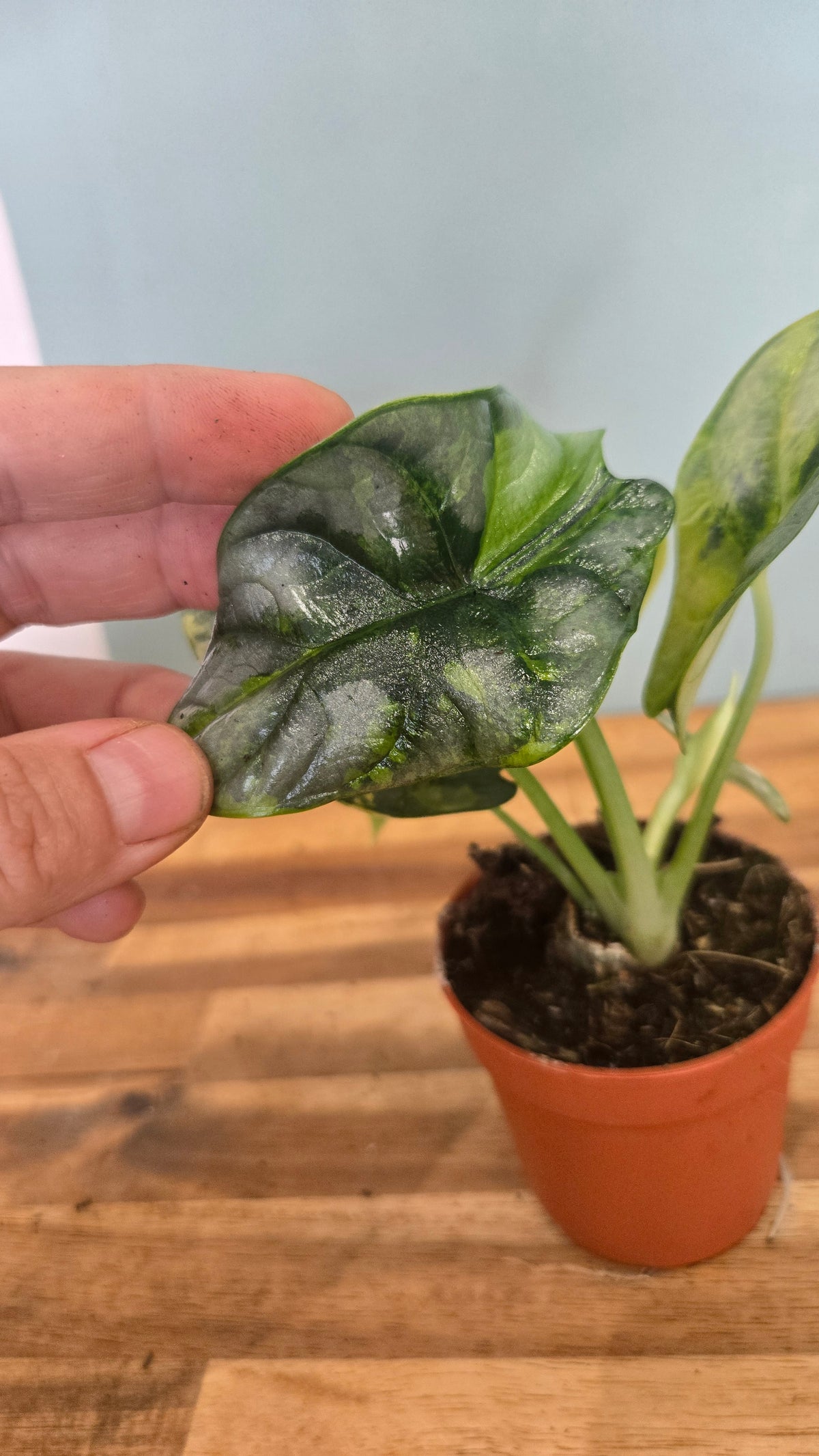 ALOCASIA SILVER DRAGON VARIEGATA